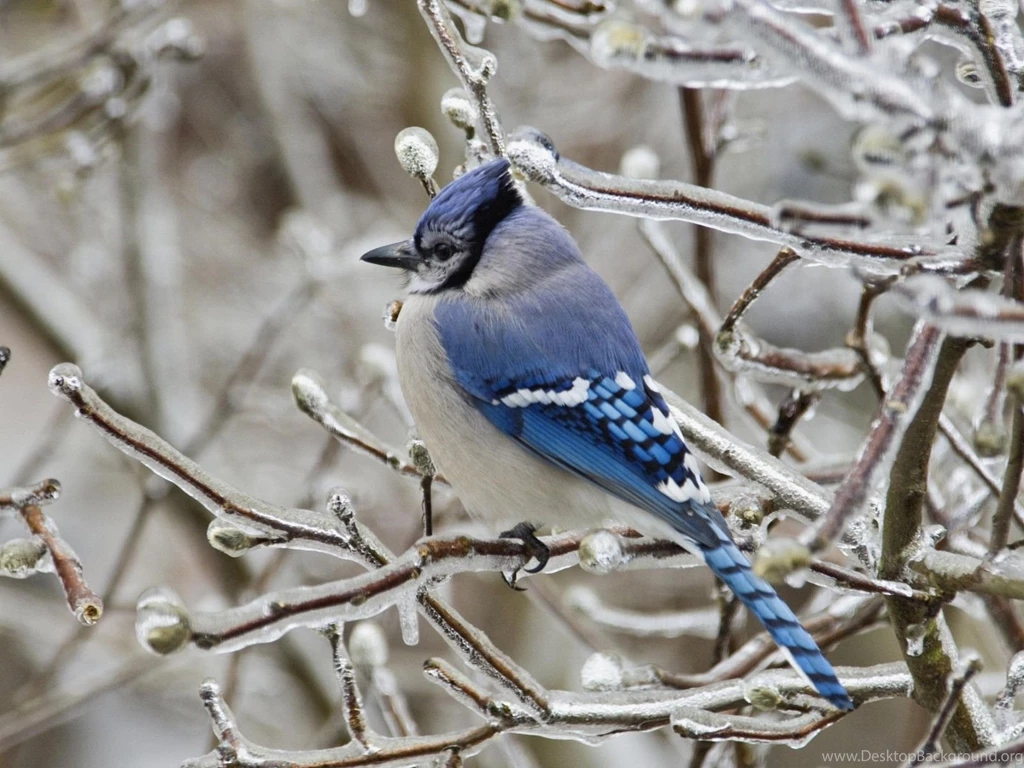 Wallpapers catalogue.com   Blue Jay (Bird) In 1600x1200 Resolution.