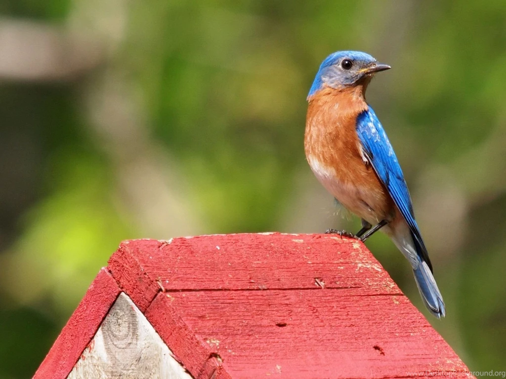 Blue Bird And The Cage Wallpapers ANIMALS ANIMALS