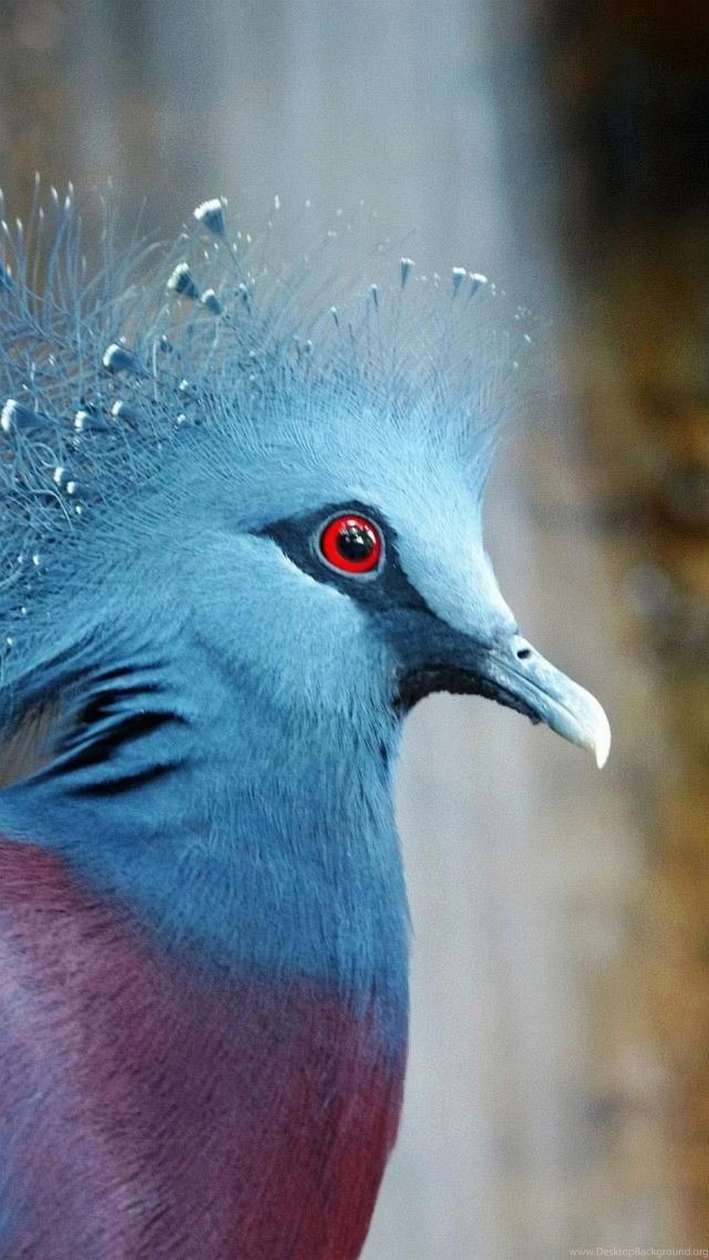 Z Wallpapers Lg G3 Blue Bird 1440 2560 516 1440 X 2560 Lg G3 ...