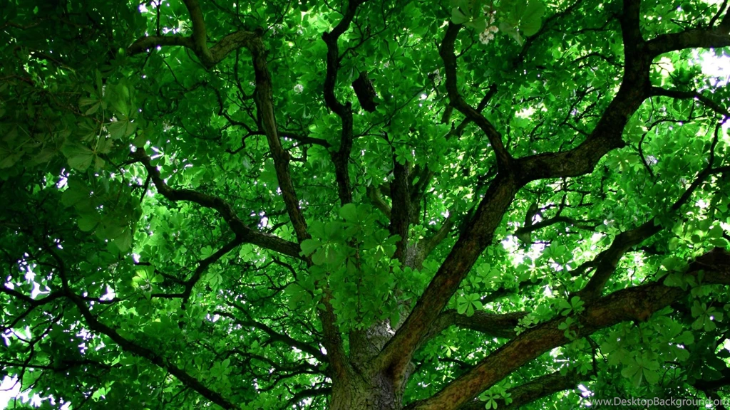 Green Tree HD Wallpapers HD Wallpapers Inx