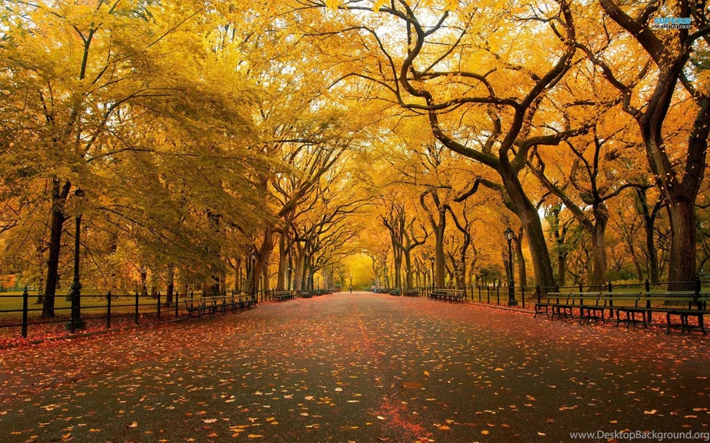 Autumn In The Park Wallpapers Nature Wallpapers