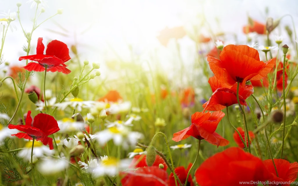 Poppy Flower Images And Wallpapers Download