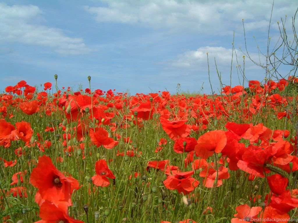 Flower Photos Gallery And Wallpapers Download