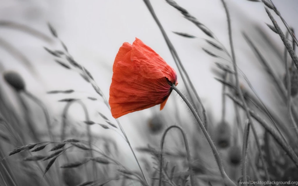 Poppy Flower *** >> HD Wallpaper, Get It Now!