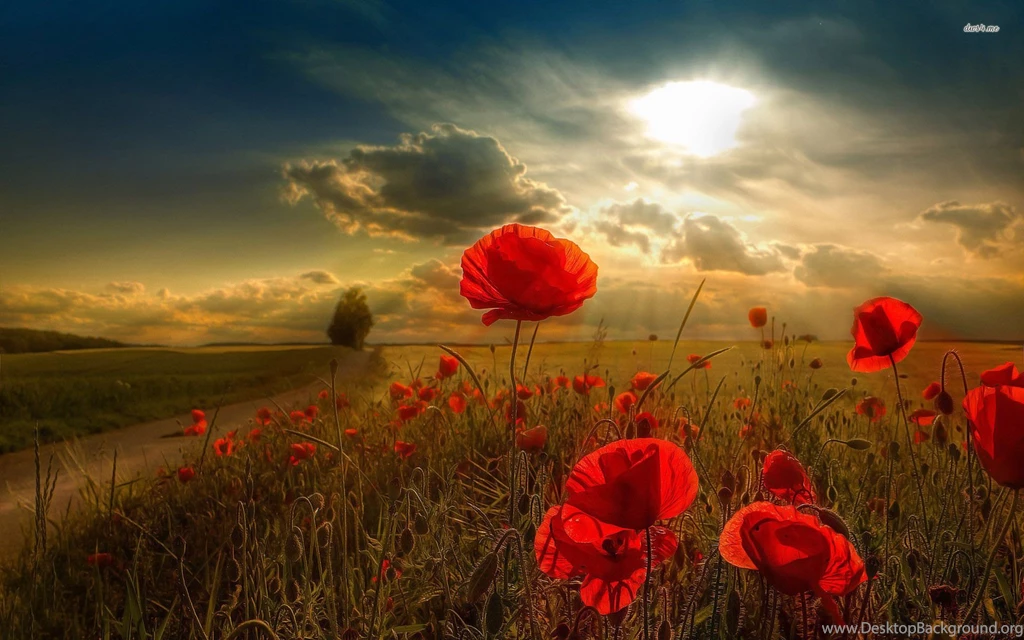 Poppy Field Wallpapers Flower Wallpapers