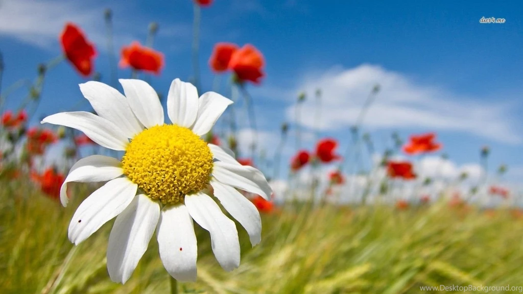 Daisy Among Poppies Wallpapers