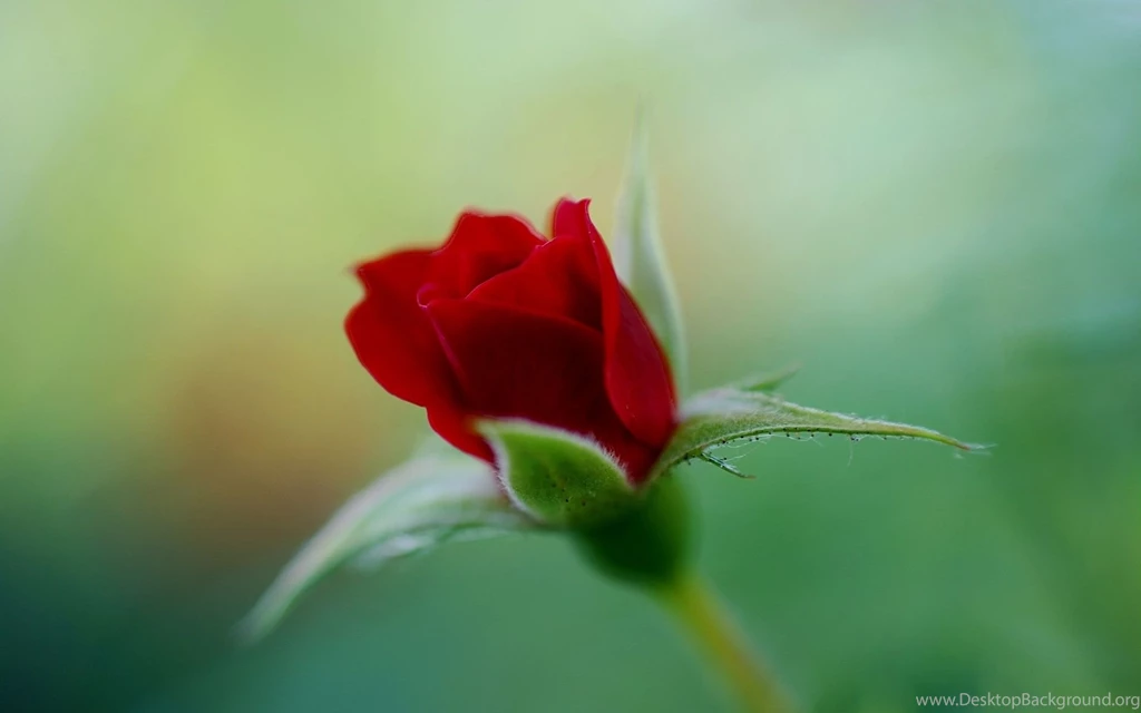 Bud Crimson Red Rose Wallpapers 1920x1200 340671