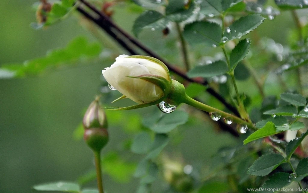 White Rose Bud After The Rain Wallpapers   1680x1050   619048