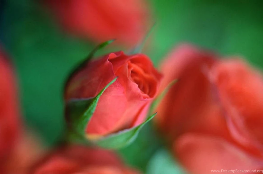 ROSE BUD WALLPAPER   (