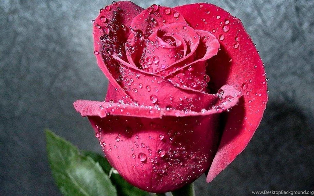 ROSE BUD WALLPAPER (
