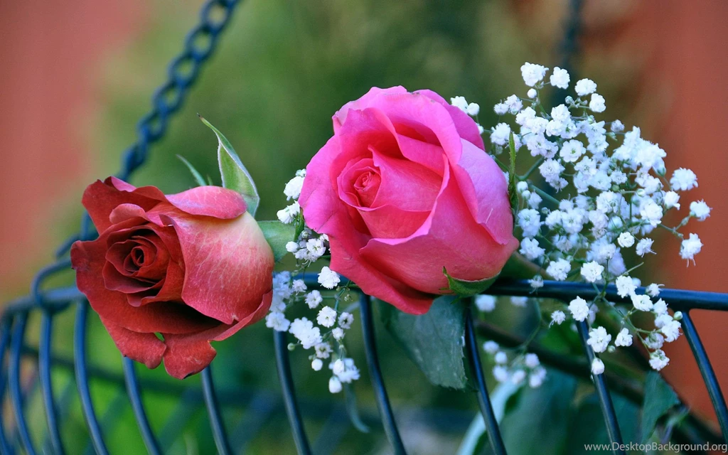Rose Wallpapers