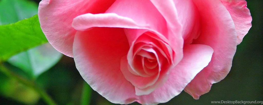 Download Wallpapers 2560x1024 Rose, Bud, Green, Pink, Tender Dual ...