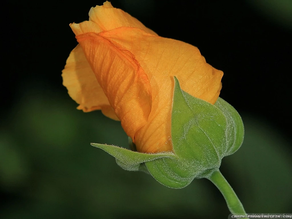 Flower Bud Wallpapers   Crazy Frankenstein