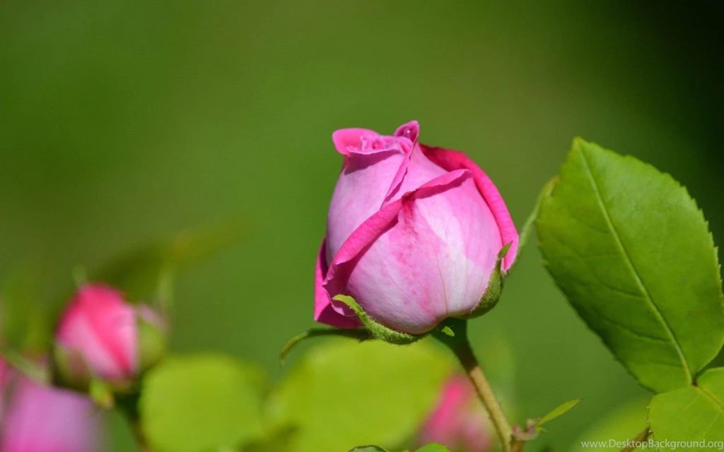 Pink Rose Bud Wallpapers HD Download Of Beautiful Rose