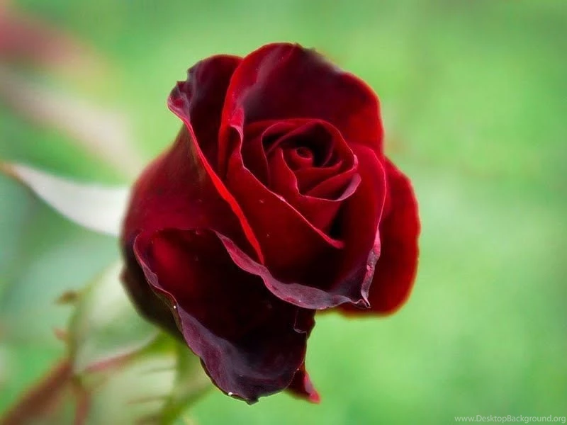 RED ROSEBUD Wallpapers