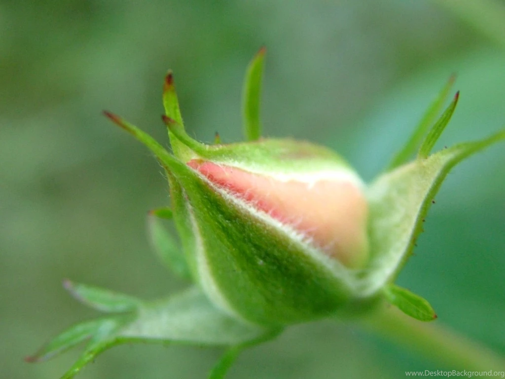 Tender rose bud.jpg
