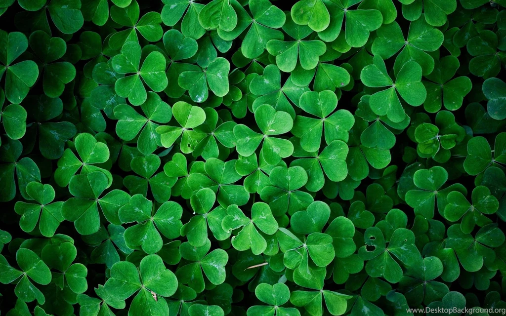 Green Leaves Shamrock Wallpapers 2560×1600 260170 Wallpaperup