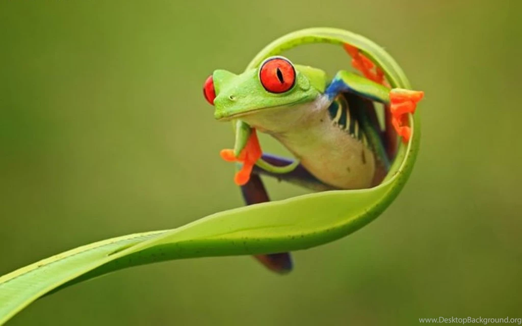 Green animal cute frog wallpapers.jpg