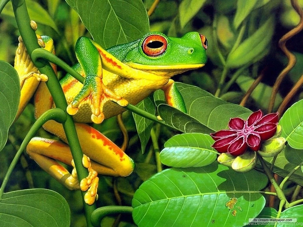 Frog Frogs Full HD Wallpapers Free Download Widescreen For Deskop ...