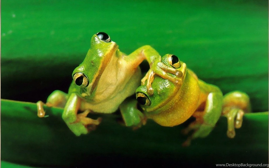 Cute frog funny hd pictures.jpg