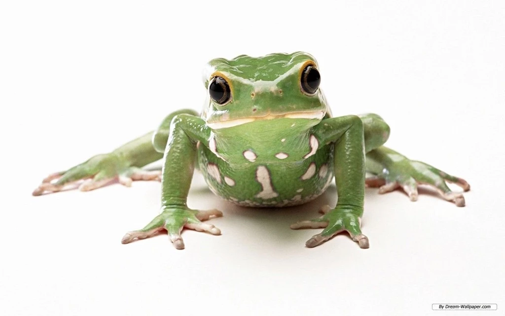 Frog Wallpapers