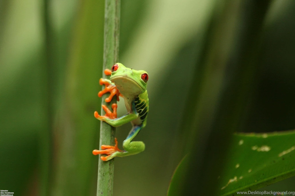 Cute Tree Frog   Wallpaper.