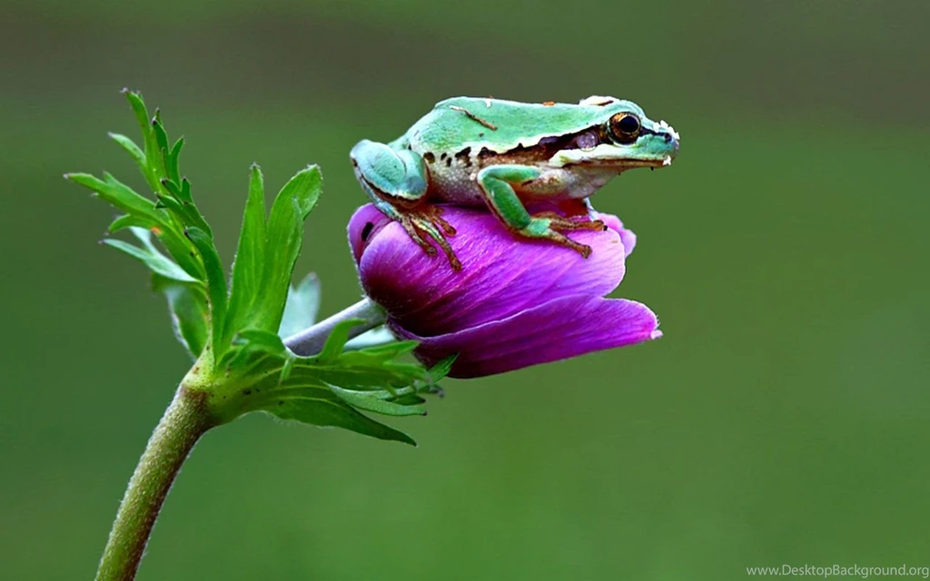 Frogs HD   HD Wallpapers   BestePics