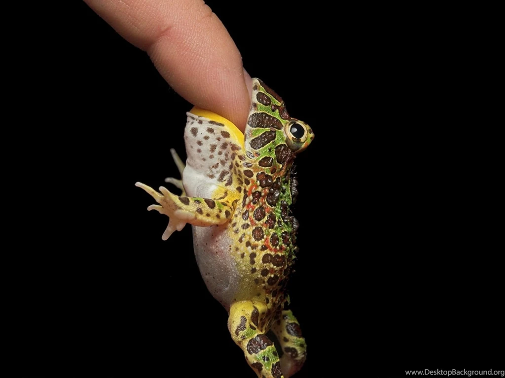 1 Moss Frog HD Wallpapers