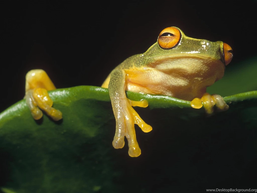 Amphibians Frogs Leaf Leaves Wallpapers (
