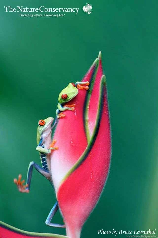 Smartphone Wallpapers