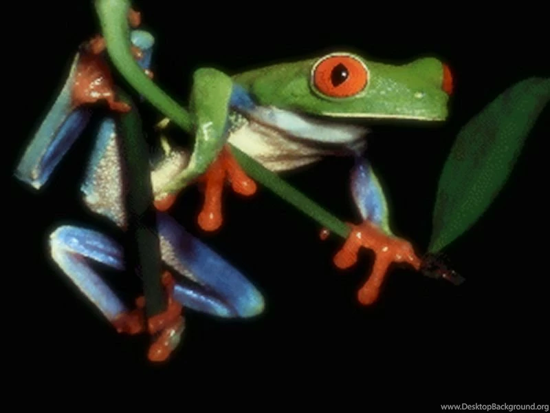 Tree Frog Drawing Wallpaper.