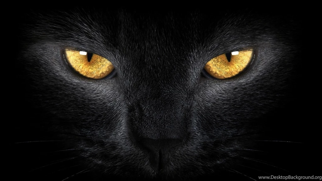 1600x900 Black Cat Eyes Wallpapers
