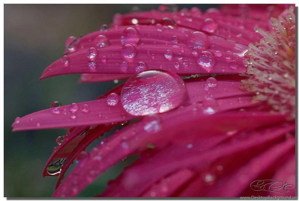 Free Desktop Backgrounds Nature   Wallpapers Cave