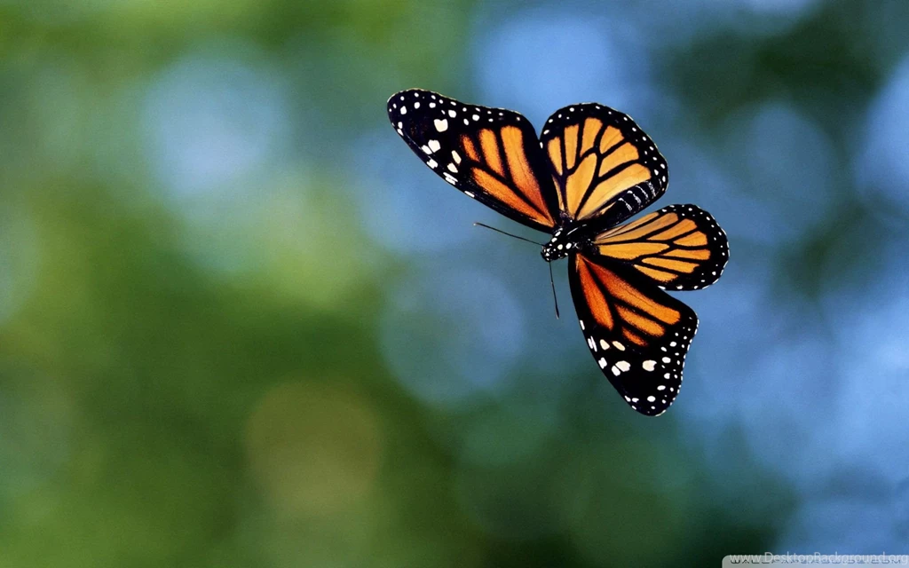 Flying Butterfly Wallpapers 1920 1200