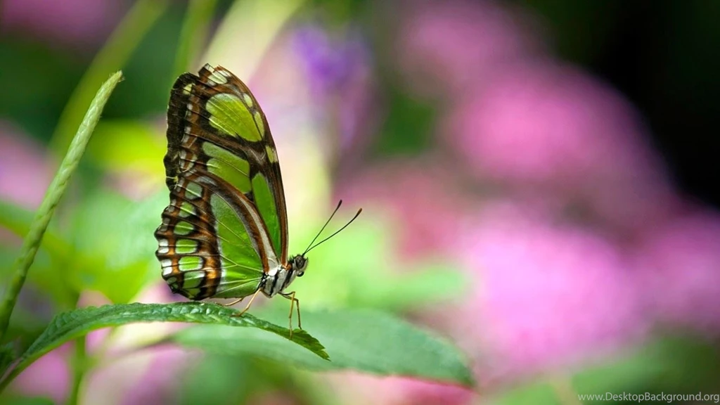 Green Butterfly HD Wallpaper Images Pictures Photos Gallery Free ...