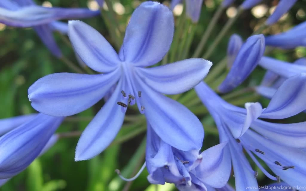 Wallpaper: Agapanthus Flower Wallpaper