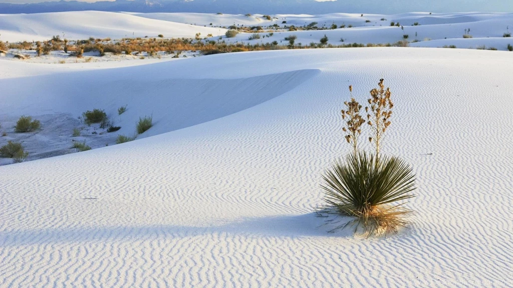 White sand and some random bushes 2560x1440.jpg