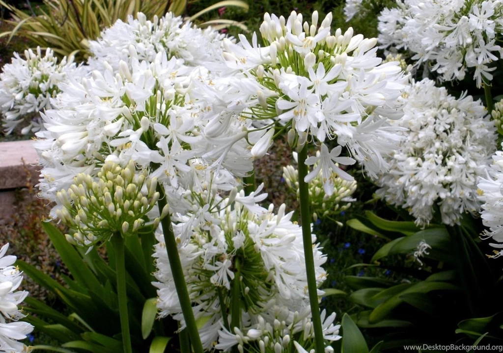 Download Wallpapers Agapanthus, Flowers, White, Green, Flowerbed HD ...