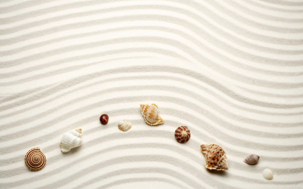 Shells Of Snails Oysters On White Sand Of Beach Hd 1080p