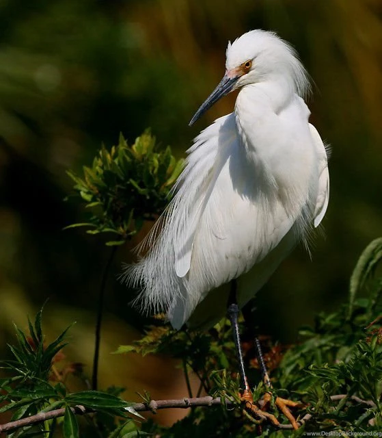 Natural Beauty Wallpapers Of Bird Park