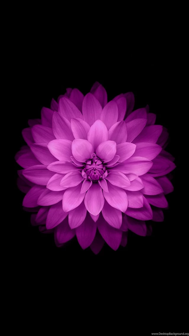 Download All 18 New IOS 8 And iPhone 6 Wallpapers! IClarified