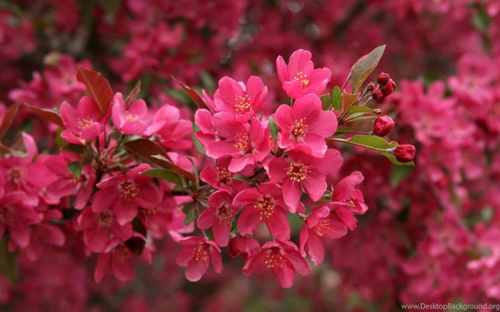 30+ Lovely Wallpapers And Pictures Of Flowers