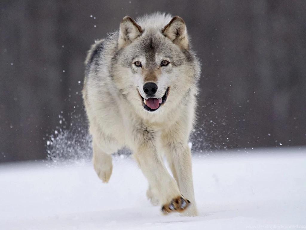 Siberian Husky Running Wallpapers HD 27