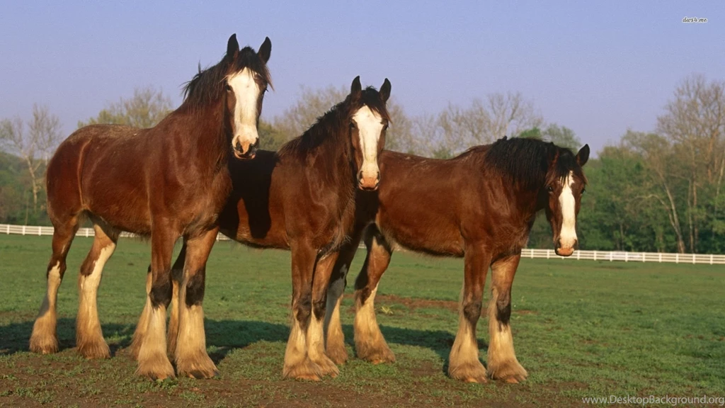 Clydesdale Horses Wallpapers Animal Wallpapers