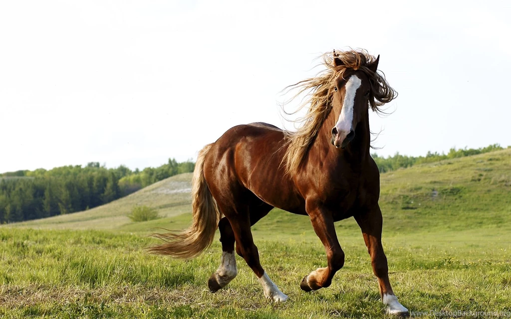 Horse Wallpapers HD 16148   HD Wallpapers Site