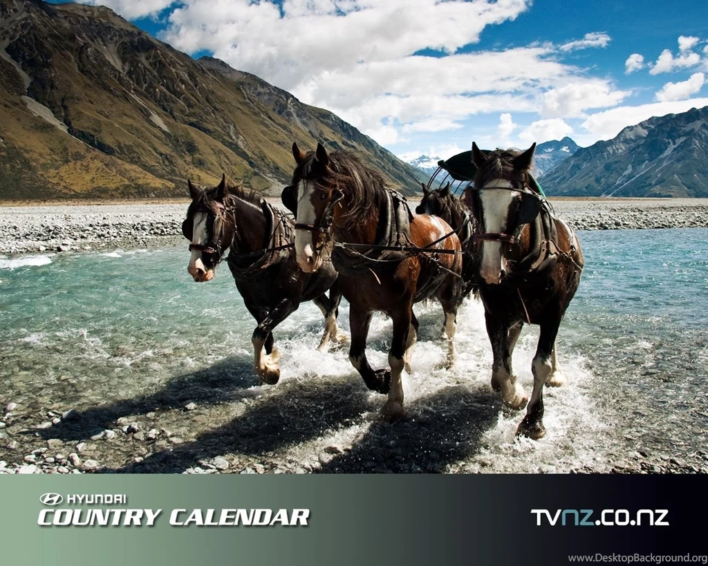 Clydesdale Horses Cross The Clyde River