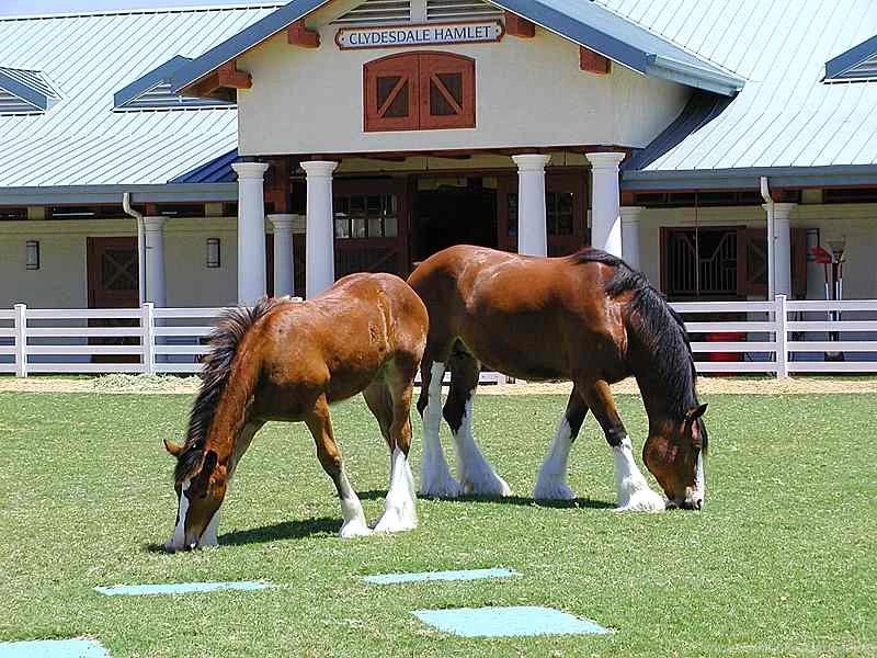 Free Wallpapers Two Clydesdale Horses