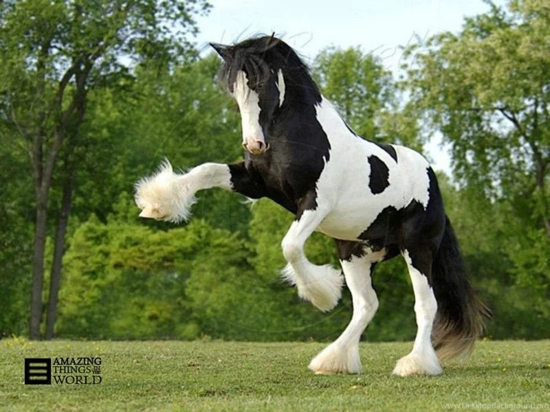 Gallery For   White Clydesdale Foal