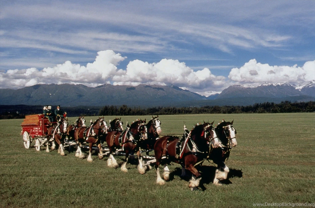Budweiser Clydesdales Image Gallery