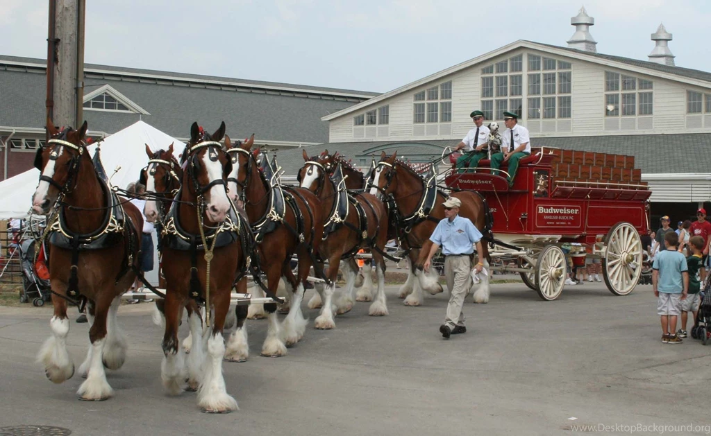 Budweiser Clydesdale Horses HD Wallpapers
